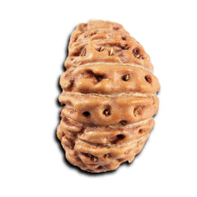 Load image into Gallery viewer, 19 Mukhi Indonesian Rudraksha - Bead 136