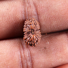 Load image into Gallery viewer, 19 Mukhi Indonesian Rudraksha - Bead 139