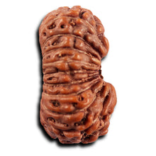 Load image into Gallery viewer, 19 Mukhi Indonesian Rudraksha - Bead 139