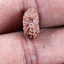 Load image into Gallery viewer, 19 Mukhi Indonesian Rudraksha - Bead 141