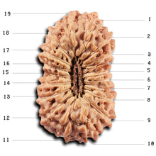 Load image into Gallery viewer, 19 Mukhi Indonesian Rudraksha - Bead 144