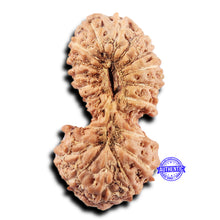 Load image into Gallery viewer, 19 Mukhi Indonesian Gaurishankar Rudraksha - Bead 145