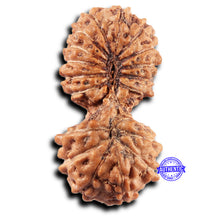 Load image into Gallery viewer, 19 Mukhi Indonesian Gaurishankar Rudraksha - Bead 146