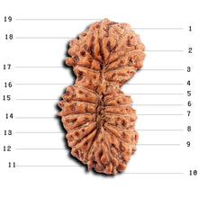 Load image into Gallery viewer, 19 Mukhi Indonesian Gaurishankar Rudraksha - Bead 147