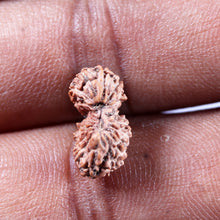 Load image into Gallery viewer, 19 Mukhi Indonesian Gaurishankar Rudraksha - Bead 147