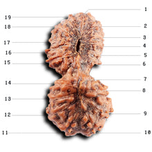 Load image into Gallery viewer, 19 Mukhi Indonesian Gaurishankar Rudraksha - Bead 150