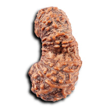 Load image into Gallery viewer, 19 Mukhi Indonesian Gaurishankar Rudraksha - Bead 150
