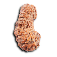 Load image into Gallery viewer, 19 Mukhi Indonesian Gaurishankar Rudraksha - Bead 150