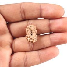 Load image into Gallery viewer, 19 Mukhi Indonesian Rudraksha - Bead 169