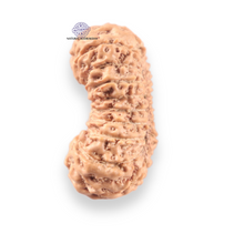 Load image into Gallery viewer, 19 Mukhi Indonesian Rudraksha - Bead 169