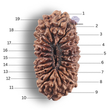 Load image into Gallery viewer, 19 Mukhi Indonesian Rudraksha - Bead 171