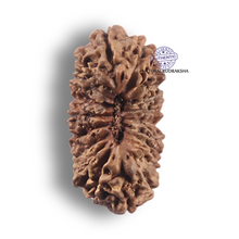 Load image into Gallery viewer, 19 Mukhi Indonesian Rudraksha - Bead 171