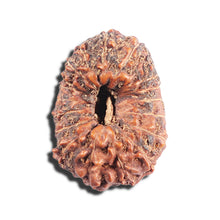 Load image into Gallery viewer, 17 Mukhi Rudraksha from Indonesia - Bead No. 91