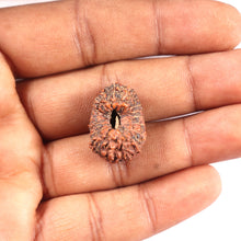 Load image into Gallery viewer, 17 Mukhi Rudraksha from Indonesia - Bead No. 91