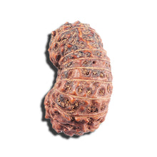 Load image into Gallery viewer, 17 Mukhi Rudraksha from Indonesia - Bead No. 91