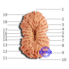 Load image into Gallery viewer, 19 Mukhi Indonesian Rudraksha - Bead 107