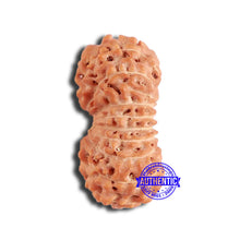 Load image into Gallery viewer, 19 Mukhi Indonesian Rudraksha - Bead 107