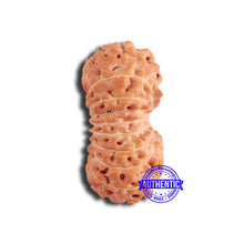 Load image into Gallery viewer, 19 Mukhi Indonesian Rudraksha - Bead 107