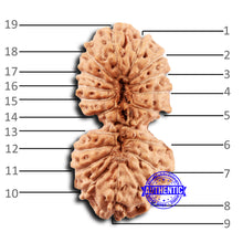 Load image into Gallery viewer, 19 Mukhi Indonesian Gaurishankar Rudraksha - Bead 118