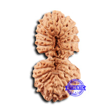 Load image into Gallery viewer, 19 Mukhi Indonesian Gaurishankar Rudraksha - Bead 118