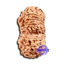 Load image into Gallery viewer, 19 Mukhi Indonesian Gaurishankar Rudraksha - Bead 118
