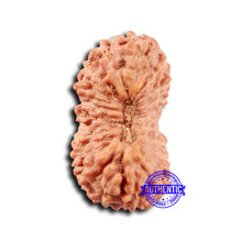 Load image into Gallery viewer, 19 Mukhi Indonesian Rudraksha - Bead 120