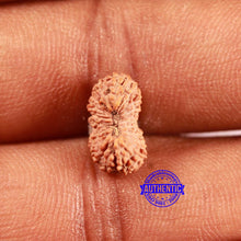 Load image into Gallery viewer, 19 Mukhi Indonesian Rudraksha - Bead 120