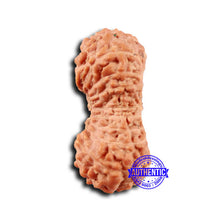 Load image into Gallery viewer, 19 Mukhi Indonesian Rudraksha - Bead 120