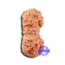 Load image into Gallery viewer, 19 Mukhi Indonesian Rudraksha - Bead 120