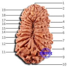 Load image into Gallery viewer, 19 Mukhi Indonesian Rudraksha - Bead 122