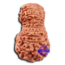 Load image into Gallery viewer, 19 Mukhi Indonesian Rudraksha - Bead 122