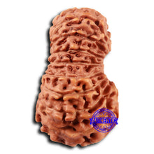 Load image into Gallery viewer, 19 Mukhi Indonesian Rudraksha - Bead 122
