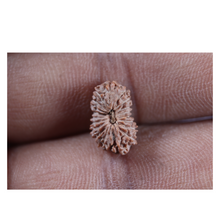 Load image into Gallery viewer, 19 Mukhi Indonesian Rudraksha - Bead 155