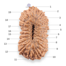 Load image into Gallery viewer, 19 Mukhi Indonesian Rudraksha - Bead 157