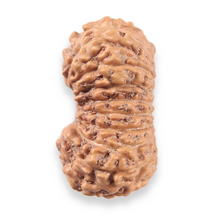 Load image into Gallery viewer, 19 Mukhi Indonesian Rudraksha - Bead 157