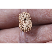 Load image into Gallery viewer, 19 Mukhi Indonesian Rudraksha - Bead 158