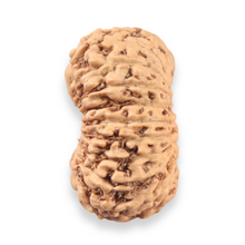 Load image into Gallery viewer, 19 Mukhi Indonesian Rudraksha - Bead 158