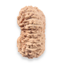 Load image into Gallery viewer, 19 Mukhi Indonesian Rudraksha - Bead 160