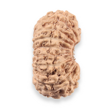 Load image into Gallery viewer, 19 Mukhi Indonesian Rudraksha - Bead 160