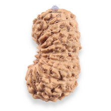 Load image into Gallery viewer, 19 Mukhi Indonesian Rudraksha - Bead 161