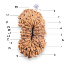 Load image into Gallery viewer, 19 Mukhi Indonesian Rudraksha - Bead 162