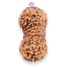 Load image into Gallery viewer, 19 Mukhi Indonesian Rudraksha - Bead 162