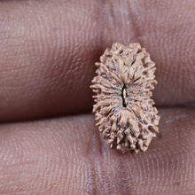 Load image into Gallery viewer, 19 Mukhi Indonesian Rudraksha - Bead 163