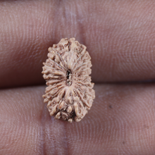 Load image into Gallery viewer, 19 Mukhi Indonesian Rudraksha - Bead 165