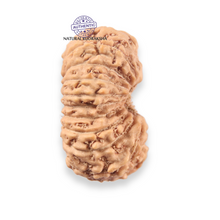 Load image into Gallery viewer, 19 Mukhi Indonesian Rudraksha - Bead 165