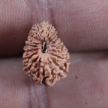 Load image into Gallery viewer, 19 Mukhi Indonesian Rudraksha - Bead 167