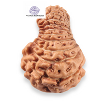 Load image into Gallery viewer, 19 Mukhi Indonesian Rudraksha - Bead 167
