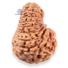 Load image into Gallery viewer, 19 Mukhi Indonesian Rudraksha - Bead 167
