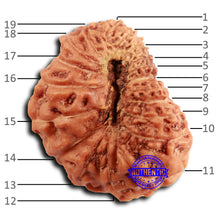 Load image into Gallery viewer, 19 Mukhi Indonesian Rudraksha - Bead 110