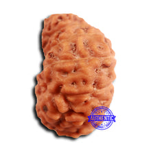 Load image into Gallery viewer, 19 Mukhi Indonesian Rudraksha - Bead 110